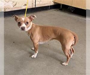 Chihuahua Dogs for adoption in Camarillo, CA, USA