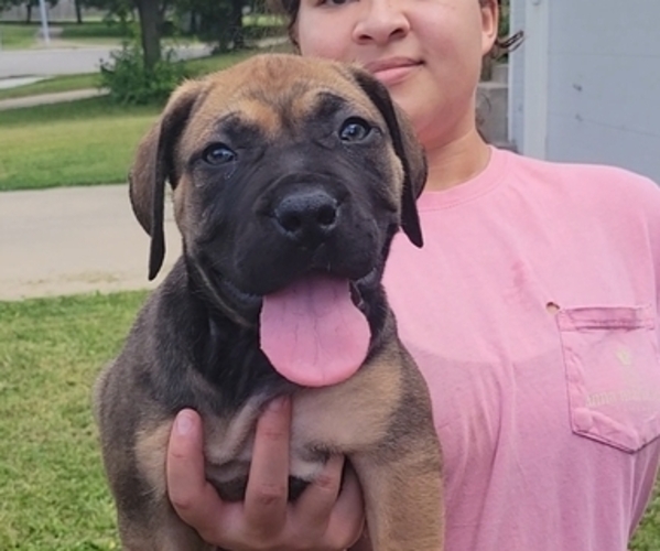Medium Photo #3 Boerboel Puppy For Sale in RAYMORE, MO, USA