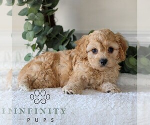 Cavachon Puppy for sale in GORDONVILLE, PA, USA