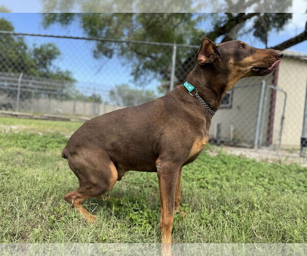 Medium Photo #2 Doberman Pinscher Puppy For Sale in Devine, TX, USA