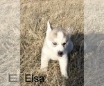Small Photo #23 Siberian Husky Puppy For Sale in DEARBORN, MO, USA