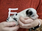 Small Photo #1 Australian Shepherd Puppy For Sale in CLINTON, MS, USA