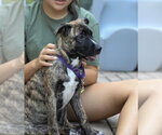 Small #6 German Shepherd Dog Mix