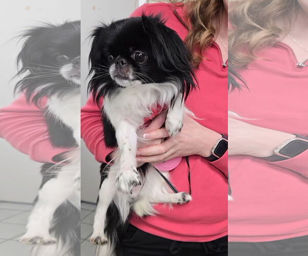 Medium Photo #3 Japanese Chin-Unknown Mix Puppy For Sale in Magnolia Springs, AL, USA