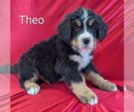 Small Photo #9 Bernese Mountain Dog Puppy For Sale in CANON CITY, CO, USA