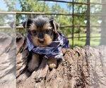 Image preview for Ad Listing. Nickname: Sawyer