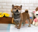 Small Photo #1 Shiba Inu Puppy For Sale in SAN JOSE, CA, USA