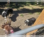 Small Photo #1 Border Collie Puppy For Sale in ROY, WA, USA