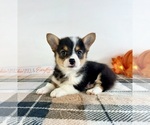Small #4 Pembroke Welsh Corgi