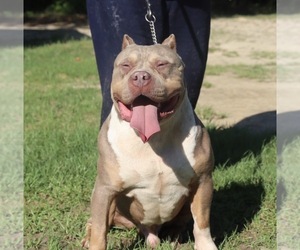 Father of the American Bully puppies born on 08/29/2020