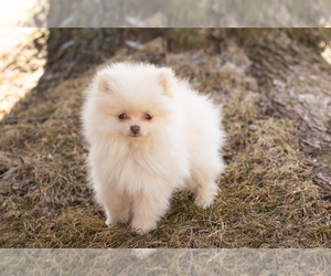 Pomeranian Puppy for sale in NAPPANEE, IN, USA