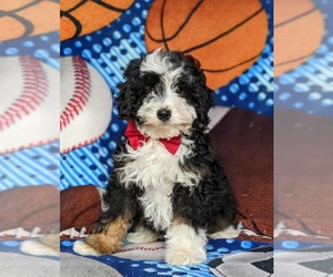 Miniature Bernedoodle-Poodle (Miniature) Mix Puppy for sale in KIRKWOOD, PA, USA