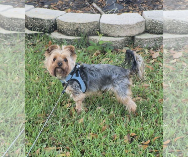 Medium Photo #2 Mutt Puppy For Sale in Spring, TX, USA