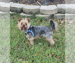 Small #1 Mutt