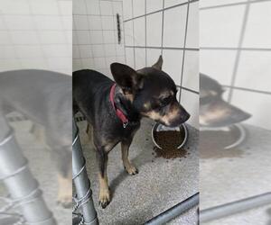 Chihuahua-Unknown Mix Dogs for adoption in Pasadena, TX, USA