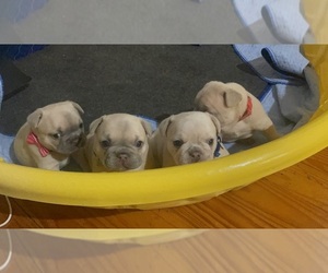 French Bulldog Puppy for sale in SPRING BRANCH, TX, USA