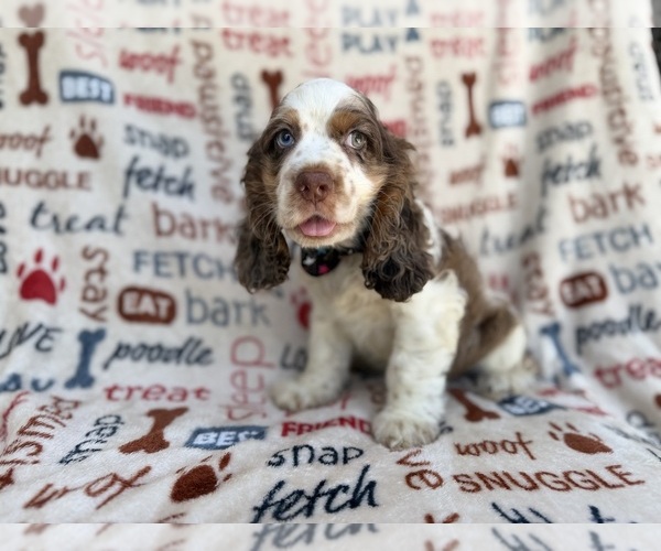 Medium Photo #6 Cocker Spaniel Puppy For Sale in LAKELAND, FL, USA