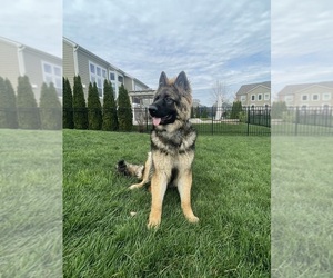 German Shepherd Dog Puppy for sale in WESTERVILLE, OH, USA