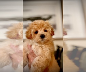 Maltipoo Litter for sale in ALEXANDRIA, VA, USA