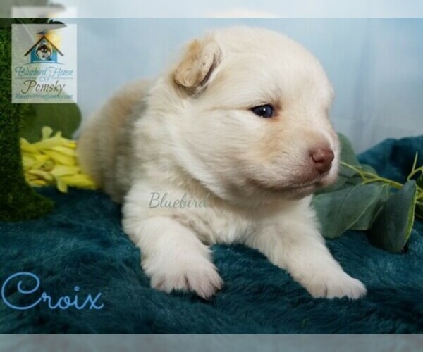 Medium Photo #7 Pomeranian-Pomsky Mix Puppy For Sale in RAMSEY, MN, USA