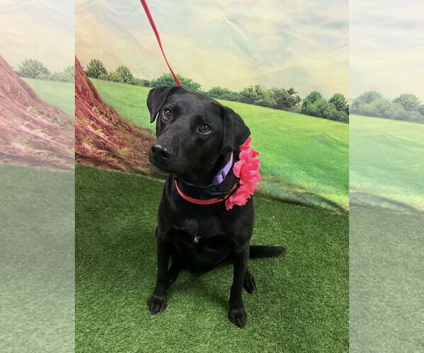 Medium Photo #3 Mutt Puppy For Sale in Euless, TX, USA