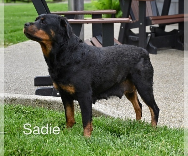 Medium Photo #1 Rottweiler Puppy For Sale in MILLERSBURG, OH, USA