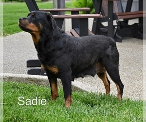 Mother of the Rottweiler puppies born on 04/07/2025