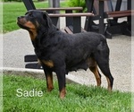 Small Photo #1 Rottweiler Puppy For Sale in MILLERSBURG, OH, USA