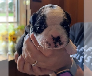 Boston Terrier Puppy for sale in PLAINVIEW, TX, USA