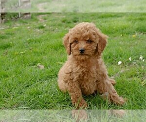 Cock-A-Poo-Poodle (Miniature) Mix Puppy for Sale in SALEM, Missouri USA