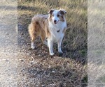 Small Photo #1 Australian Shepherd Puppy For Sale in CONROE, TX, USA
