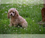 Small #13 Cocker Spaniel