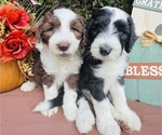 Small Photo #10 Sheepadoodle Puppy For Sale in HUNTINGTON BEACH, CA, USA