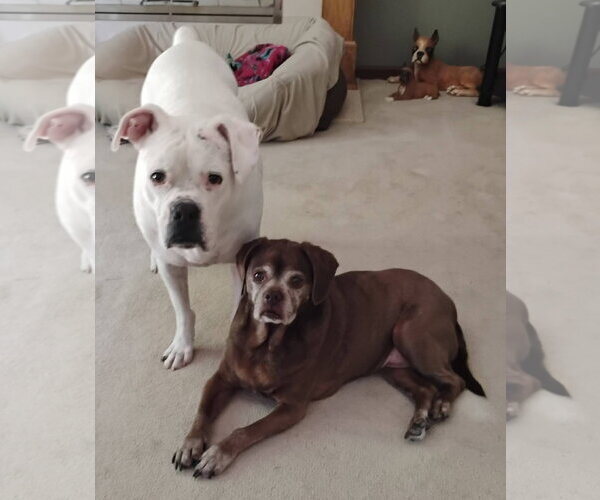 Medium Photo #2 Boxer Puppy For Sale in Burnsville, MN, USA