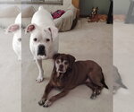 Small #1 Boxer