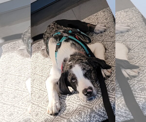 Medium Photo #2 Mutt Puppy For Sale in Wakefield, RI, USA