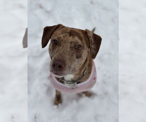 Catahoula Leopard Dog-Unknown Mix Dogs for adoption in Boston, MA, USA