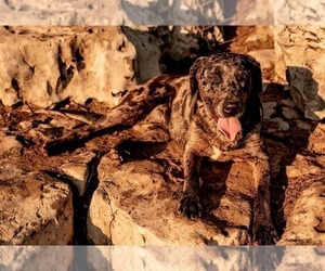 Mother of the Catahoula Leopard Dog puppies born on 12/18/2019