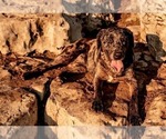 Small Photo #1 Catahoula Leopard Dog Puppy For Sale in WELLMAN, IA, USA