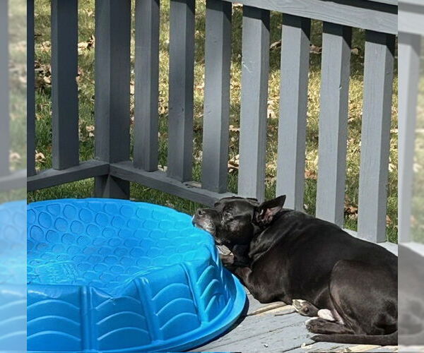 Medium Photo #8 American Pit Bull Terrier-Unknown Mix Puppy For Sale in Crete, IL, USA