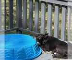 Small #7 American Pit Bull Terrier Mix