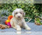 Puppy Cookie Poodle (Miniature)