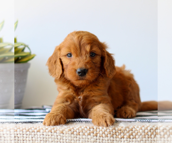 Medium Photo #3 Goldendoodle Puppy For Sale in LITITZ, PA, USA