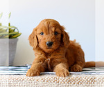 Small #2 Goldendoodle