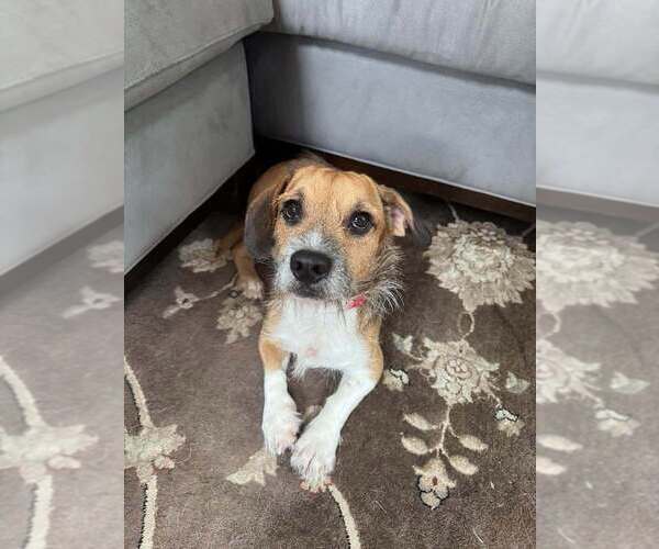 Medium Photo #2 Beagle-Unknown Mix Puppy For Sale in New York, NY, USA