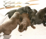 Small Photo #4 Labrador Retriever Puppy For Sale in BARDSTOWN, KY, USA