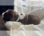 Small #1 English Springer Spaniel