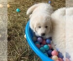 Small Photo #16 Great Pyrenees Puppy For Sale in MOUNT AIRY, NC, USA