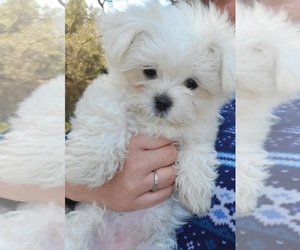 Maltese Puppy for sale in ROYAL OAKS, CA, USA