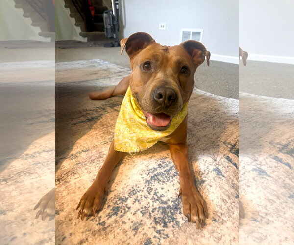 Medium Photo #7 Mutt Puppy For Sale in Techny, IL, USA